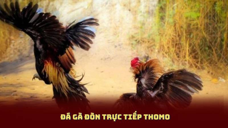 Đá Gà Đòn Trực Tiếp Thomo – Kịch Bản Gay Cấn, Hấp Dẫn Từng Giây