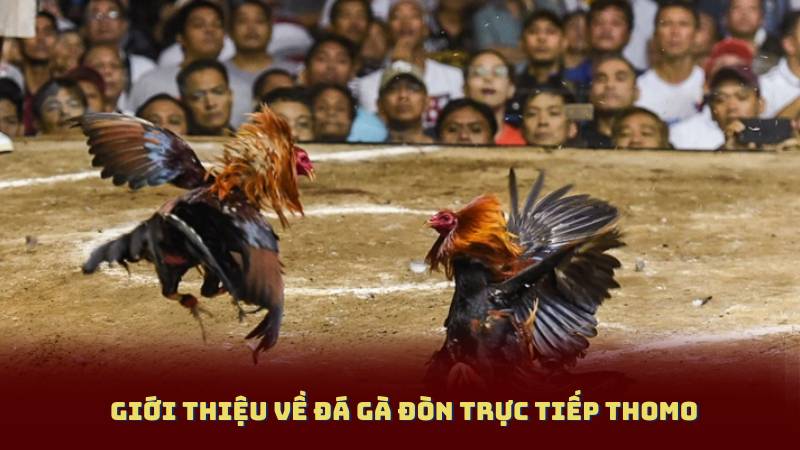 Giới thiệu về Đá Gà Đòn Trực Tiếp Thomo